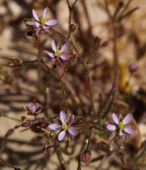 Spergularia diandra
