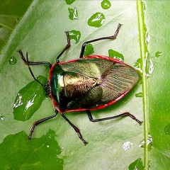 Rhyssocephala