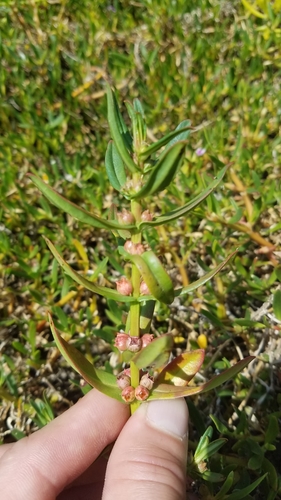 Ammannia coccinea image
