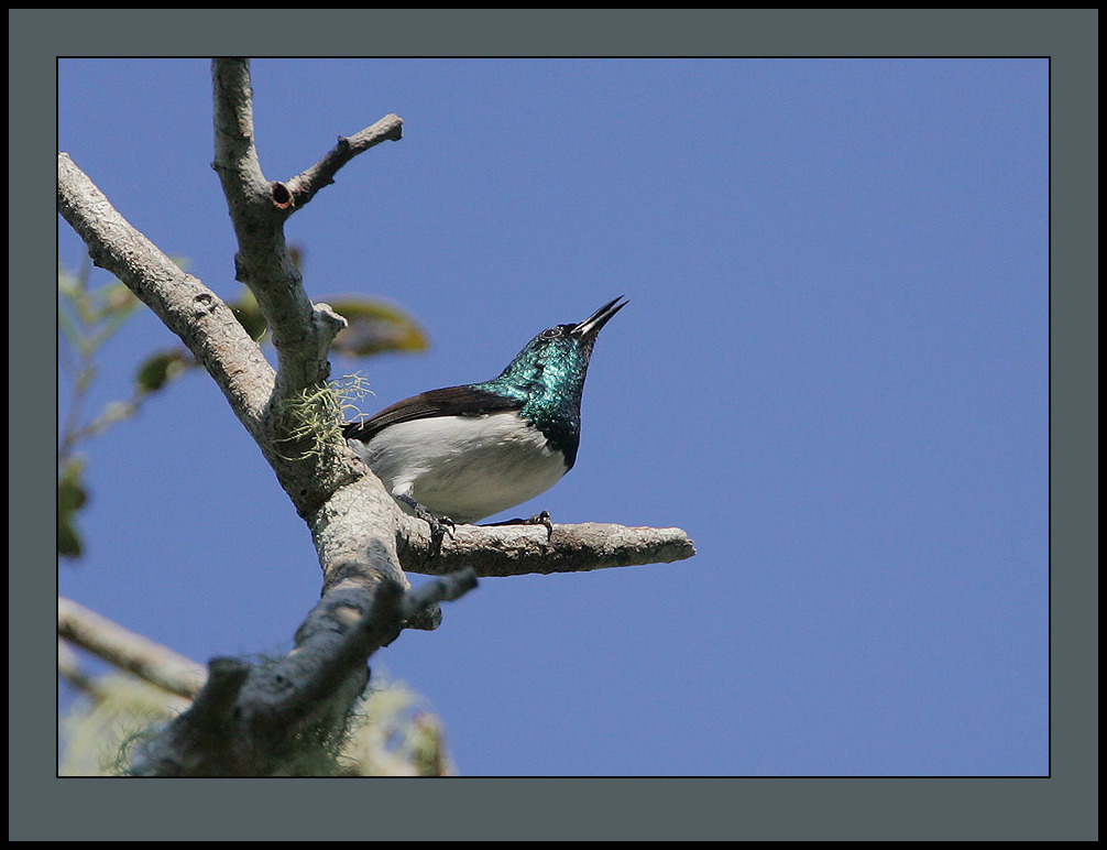 Short-billed Sunbirds