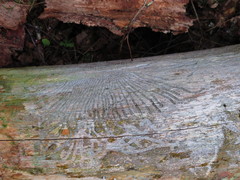 Scolytus