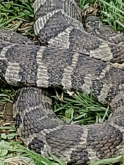 Nerodia sipedon sipedon