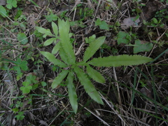 Pteris multifida