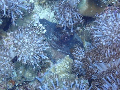 Octopus cyanea