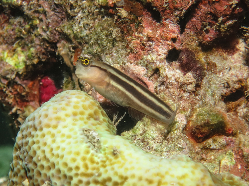 Foreye coralblenny (Ecsenius prooculis) — Blenniidae — 3