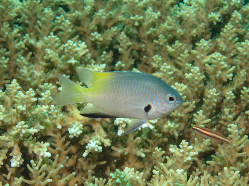 Goldback damsel (Pomacentrus nigromanus) — Pomacentridae — 3