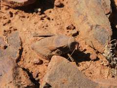 Trachypetrella anderssonii