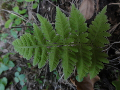 Macrothelypteris oligophlebia
