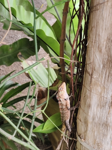 Indian Garden Lizard