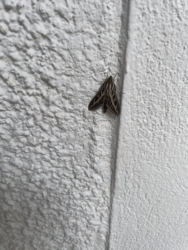 Striped Hawkmoth