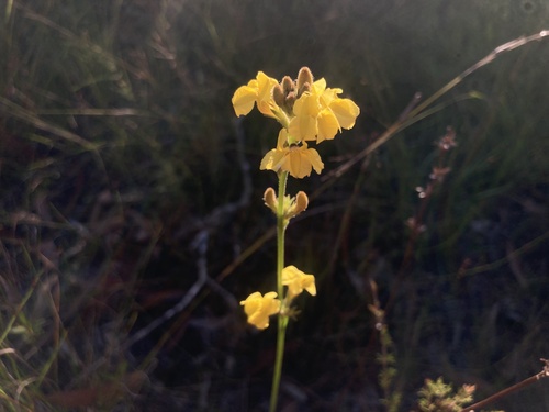 Goodenia stelligera observed 2026-05-09
