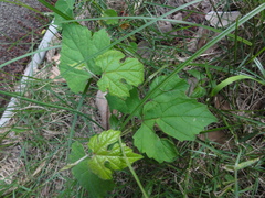 Ampelopsis glandulosa heterophylla