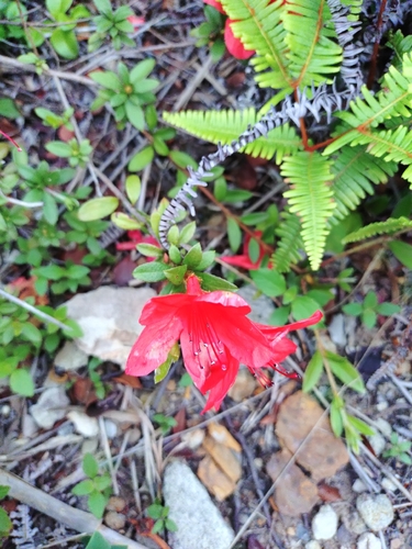 Rhododendron nakaharae, photograph 1