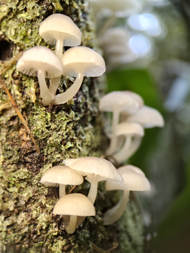 Roridomyces austrororidus · May 2026 · photo: © john_barkla (iNaturalist, cc0)