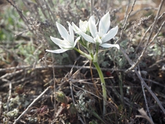 Ornithogalum navaschinii