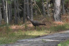 Meleagris gallopavo osceola
