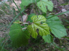 Ampelopsis glandulosa heterophylla