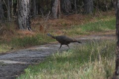 Meleagris gallopavo osceola