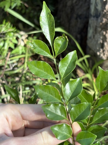 Fraxinus griffithii
