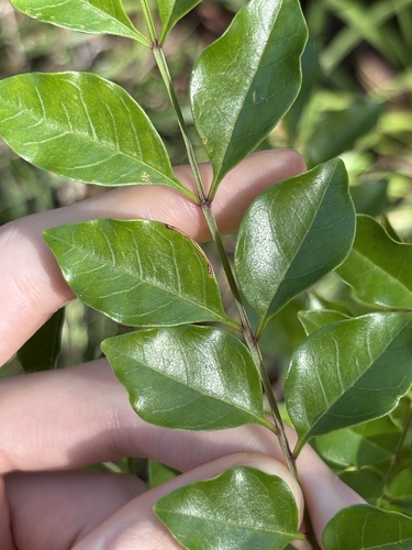 Fraxinus griffithii