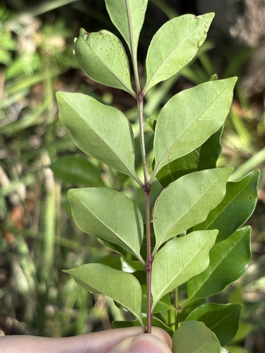 Fraxinus griffithii