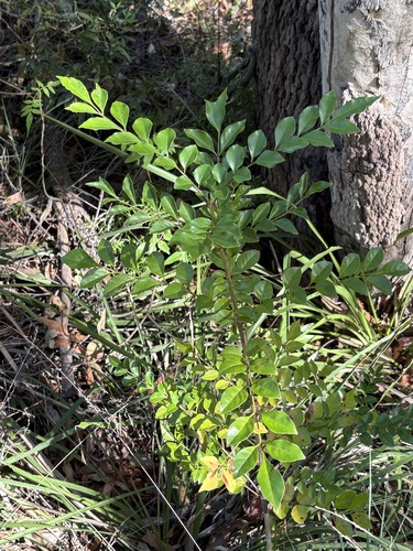 Fraxinus griffithii