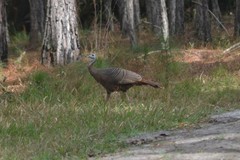 Meleagris gallopavo osceola