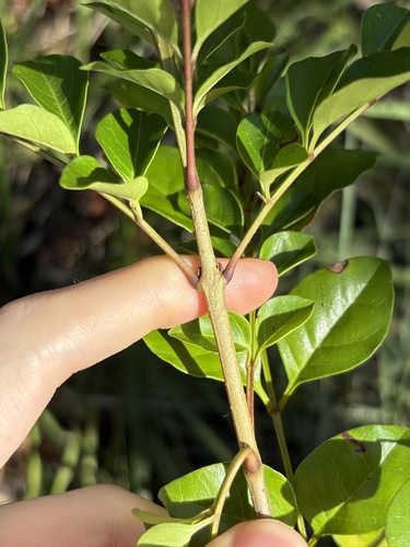 Fraxinus griffithii