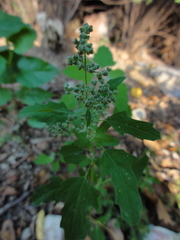 Chenopodium ficifolium