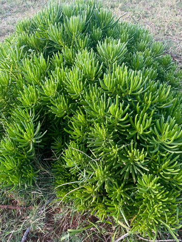 Succulent Bush Ragwort
