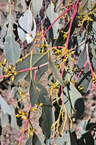 Mountain Swamp Gum