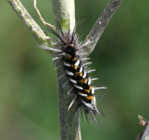 Pygoctenucha terminalis photo 4