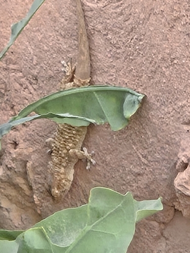 Moorish Gecko