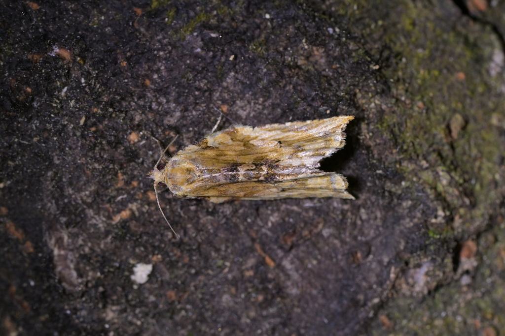 Sharp-Tipped Bell Moth from Belmont, Lower Hutt 5010, New Zealand on ...