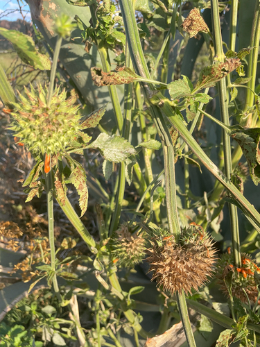 lion's ear