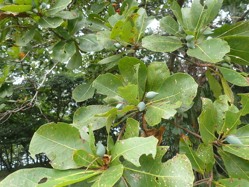 Terminalia arenicola observed 2026-05-09