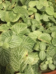 Fittonia