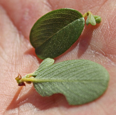 Ceanothus megacarpus megacarpus