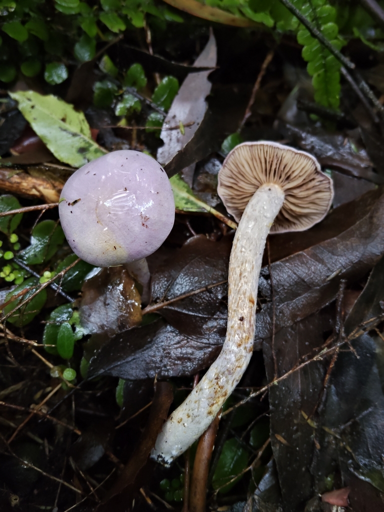 Phlegmacium sp. 'eucalypt purple' · May 2026 · photo: © john_barkla (iNaturalist, cc0)