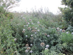 Echinops sphaerocephalus