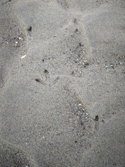 Haematopus ostralegus