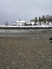 Haematopus ostralegus