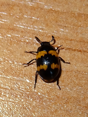 Observations by zdekanovkov · iNaturalist