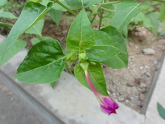 Mirabilis jalapa
