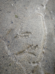 Haematopus ostralegus