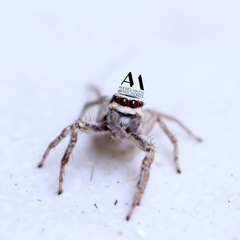Salticinae
