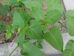 Mirabilis jalapa