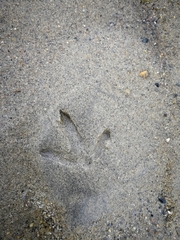 Haematopus ostralegus