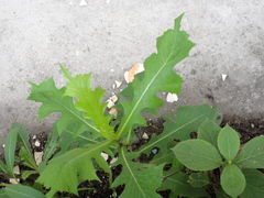 Lactuca indica