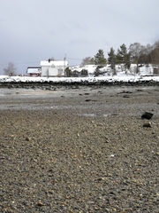 Haematopus ostralegus